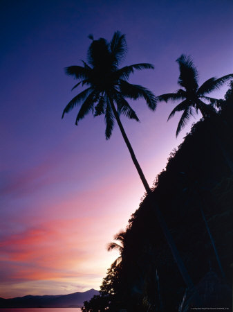 Silhouetted Palm Trees On Island Of Malapacao At Dawn, Palawan, Philippines by John Pennock Pricing Limited Edition Print image