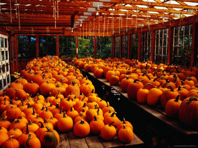Many Pumpkins Sitting On Tables In Ogunquit, Maine, Usa by Jon Davison Pricing Limited Edition Print image