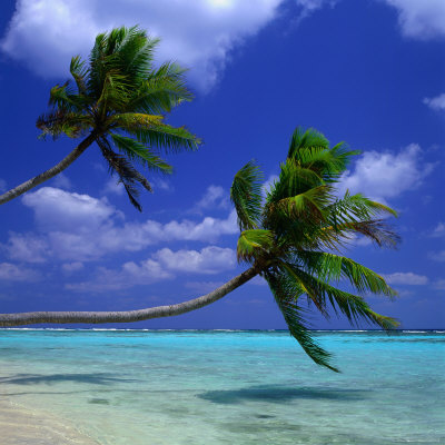 Palm Trees Overhanging The Shallows, Maldives by Dennis Wisken Pricing Limited Edition Print image