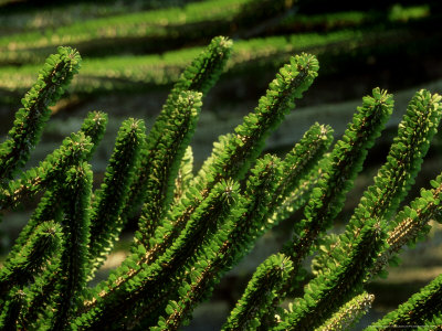 Octopus Tree, Spiny Desert, Madagascar by Patricio Robles Gil Pricing Limited Edition Print image