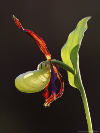 Fly Orchid, Close-Up Of Flower Head, Norway by Mark Hamblin Pricing Limited Edition Print image
