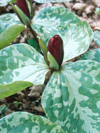 Trillium (Cuneatum) (Wake Robin) by Sunniva Harte Pricing Limited Edition Print image