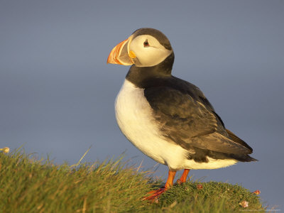 Atlantic Puffin, Adult On Grassy Cliff-Top, Iceland by Mark Hamblin Pricing Limited Edition Print image