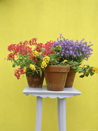 Pots On Table Top Pelargonium Pac Evka, Lysimachia, Campanula, Yellow Wall by Andrew Lord Pricing Limited Edition Print image