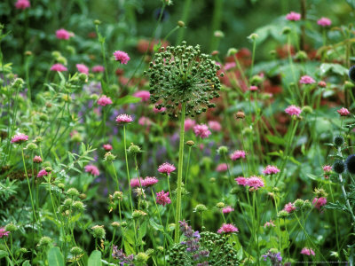 Allium (Onion) Purple Sensation And Knautia Arvernis (Field Scabious) by Fiona Mcleod Pricing Limited Edition Print image