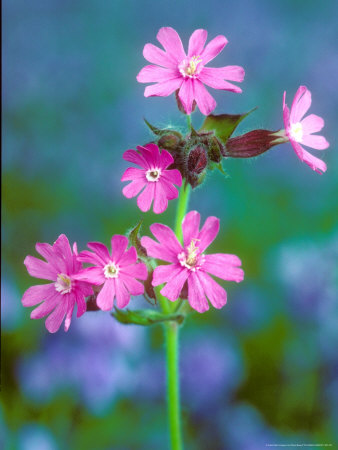 Red Campion, Close Up, Summer by David Boag Pricing Limited Edition Print image