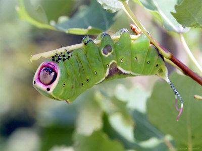Caterpillar Of Puss Moth, Feeding On Poplar Leaves, Uk by Michael Fogden Pricing Limited Edition Print image