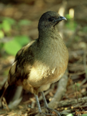 Plain Chachalaca, Standing, Usa by Patricio Robles Gil Pricing Limited Edition Print image