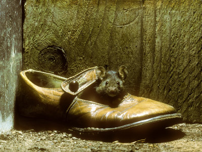 House Mouse In Shoe by David Boag Pricing Limited Edition Print image
