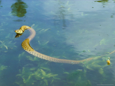 Grass Snake, Swimming by David Boag Pricing Limited Edition Print image