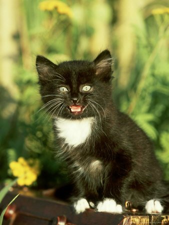 Black & White Kitten, Playing On Old Chest by Alan And Sandy Carey Pricing Limited Edition Print image