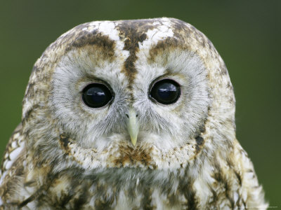 Tawny Owl, Close Up Portrait Of Adult, Scotland by Mark Hamblin Pricing Limited Edition Print image