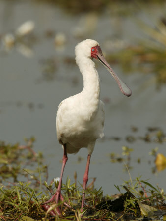 African Spoonbill Standing In A Marshy Wetland by Beverly Joubert Pricing Limited Edition Print image