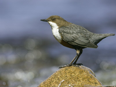 Dipper, Adult Standing On Rock, Scotland by Mark Hamblin Pricing Limited Edition Print image