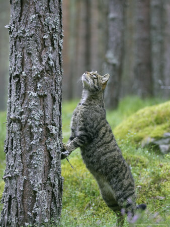 Scottish Wildcat, Poised To Climb, Scotland by Mark Hamblin Pricing Limited Edition Print image