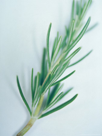 Rosemary Sprig On White Background by Fran Harper Pricing Limited Edition Print image