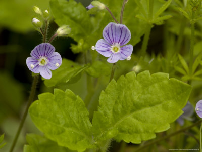 Wood Speedwell, Ancient Woodland Indicator Plant by Bob Gibbons Pricing Limited Edition Print image