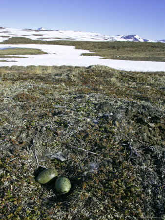 Long-Tailed Skua, Nest With Eggs On Tundra, Sweden by Mark Hamblin Pricing Limited Edition Print image