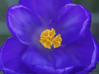Crocus, Close Up Of Stamens, Scotland by Mark Hamblin Pricing Limited Edition Print image