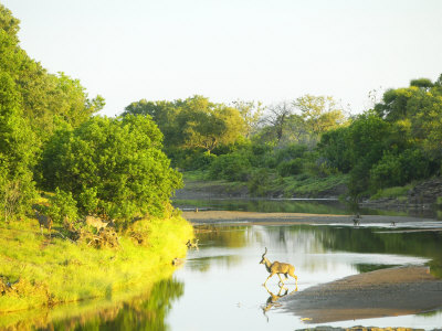 Kudu And Chacma Baboon In The Majale River, Nothern Tuli Game Reserve, Botswana by Roger De La Harpe Pricing Limited Edition Print image