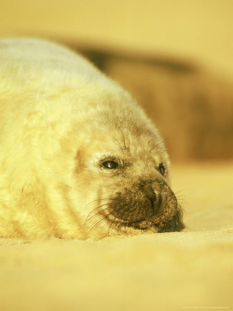 Grey Seal, Pup Early December, Eastern England by Niall Benvie Pricing Limited Edition Print image