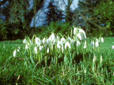 Snowdrops, Galanthus Nivalis by David Boag Pricing Limited Edition Print image