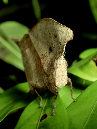 Short-Horned Dead Leaf Grasshopper, Malaysia by Michael Fogden Pricing Limited Edition Print image