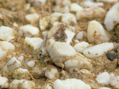 Stone Cricket, Namaqualand, South Africa by Michael Fogden Pricing Limited Edition Print image