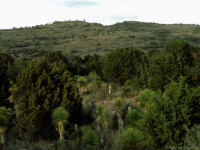 Prairie And Woodland, Northern Mexico by Patricio Robles Gil Pricing Limited Edition Print image
