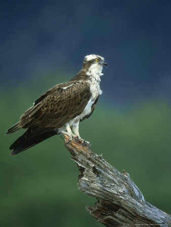 Osprey, Pandion Haliaetus Male On Branch Scotland, Uk by Mark Hamblin Pricing Limited Edition Print image