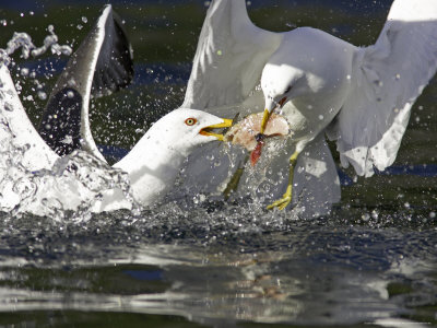 Great Black-Backed Gull, Adults Fighting Over Fish On Water, Norway by Mark Hamblin Pricing Limited Edition Print image