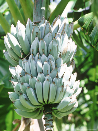 Blue Australian Banana, Bunch Hanging On Tree, Australia by Jason Ingram Pricing Limited Edition Print image