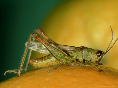 Grasshopper, Portugal by Paulo De Oliveira Pricing Limited Edition Print image