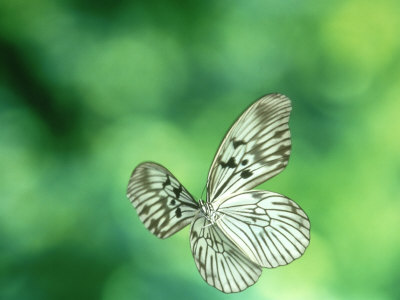 Handkerchief Butterfly Or Wood Nymph, Sulawesi, Indonesia by Michael Fogden Pricing Limited Edition Print image