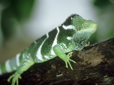 Fijian Crested Iguana, Captivity, South Pacific by Patricio Robles Gil Pricing Limited Edition Print image