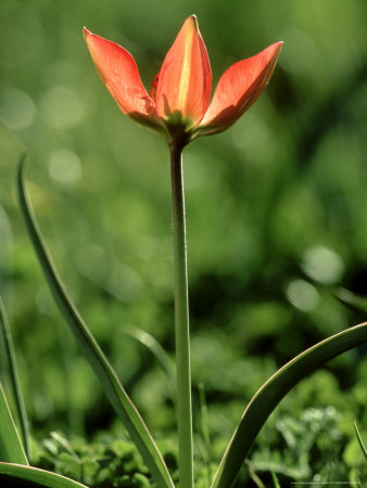 Tulip, Crete by Bob Gibbons Pricing Limited Edition Print image
