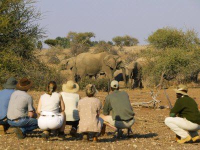 Guests On A Walking Safari At Mashatu Game Reserve Looking At African Elephant, Botswana by Roger De La Harpe Pricing Limited Edition Print image