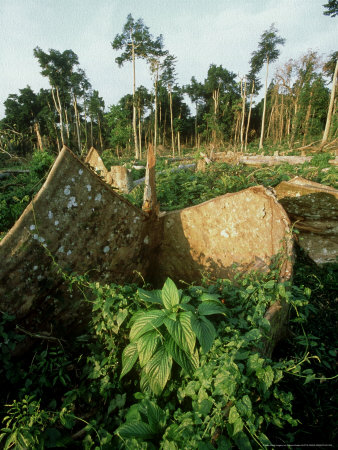 Deforestation, Vanuatu Island, South Pacific by Patricio Robles Gil Pricing Limited Edition Print image