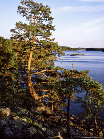 Pine Trees, Linnansaari National Park, South Finland by Heikki Nikki Pricing Limited Edition Print image