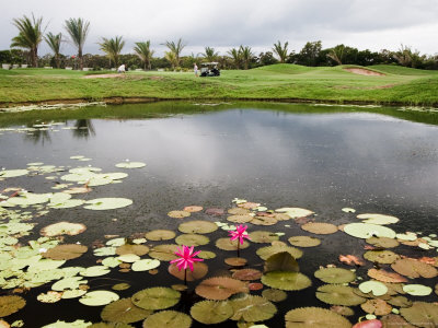 Brooding Skies Over Sea Temple Golf Course, Pond Of Lotus Flowers by Paul Dymond Pricing Limited Edition Print image