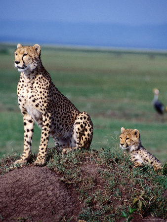 Cheetah And Cub Sitting On Mound by Dave Lewis Pricing Limited Edition Print image