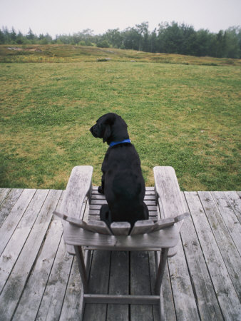 A Black Lab Sits In A Chair On A Porch by Bill Curtsinger Pricing Limited Edition Print image