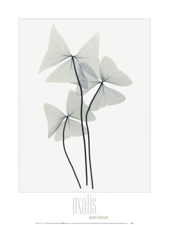 Oxalis Triangularis by Albert Koetsier Pricing Limited Edition Print image
