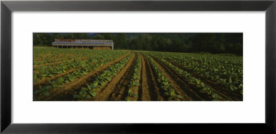 Tobacco Field With A Barn In The Background, North Carolina, Usa by Panoramic Images Pricing Limited Edition Print image