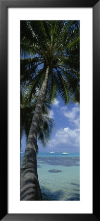 Sailboats In The Sea, Moorea, French Polynesia by Panoramic Images Pricing Limited Edition Print image