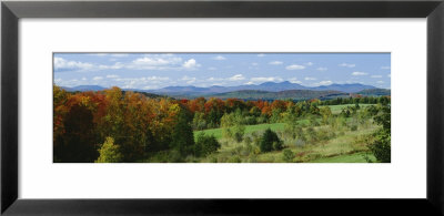 Trees In The Forest, Newport, Vermont, New England, Usa by Panoramic Images Pricing Limited Edition Print image
