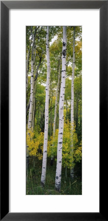Rocky Mountain Aspen Forest by Panoramic Images Pricing Limited Edition Print image