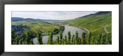 Vineyards Along Moselle River, Mosel-Saar-Ruwer, Germany by Panoramic Images Pricing Limited Edition Print image