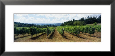 Vineyard On A Landscape, Adelsheim Vineyard, Newberg, Willamette Valley, Oregon, Usa by Panoramic Images Pricing Limited Edition Print image