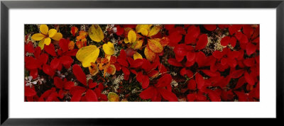 Leaves, Denali National Park, Alaska, Usa by Panoramic Images Pricing Limited Edition Print image